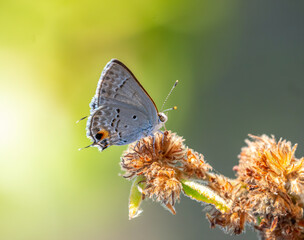 Mallow scrub hairstreak 