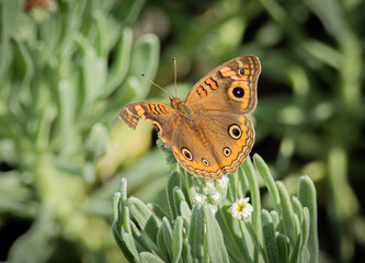 Obraz premium Mangrove Buckeye butterfly 
