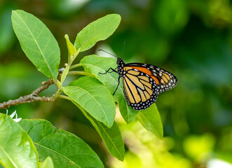 Monarch Butterfly 