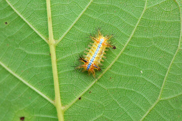 Lepidoptera larvae in the wild, North China