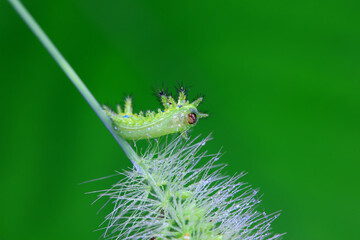 Lepidoptera larvae in the wild, North China