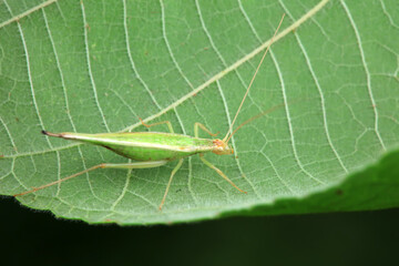Tree cricket on wild plants, North China
