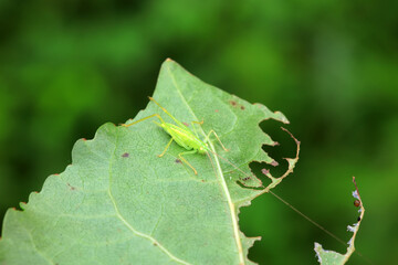 Katydid nymphs in the wild, North China