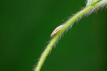 Chrysopid larvae - aphid lions in the wild, North China