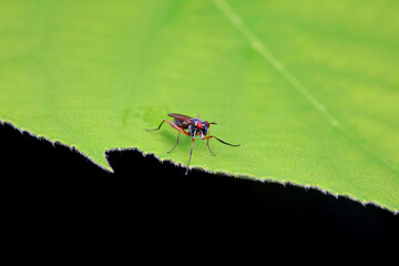 Flies on wild plants, North China