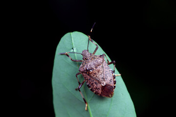 Hemiptera bugs in the wild, North China