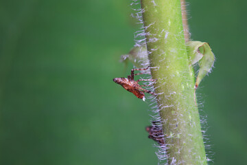 Hemiptera wax Cicadellidae insects on wild plants, North China