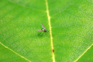 Gadfly on wild plants, North China