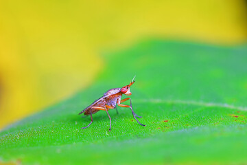 Flies on wild plants, North China