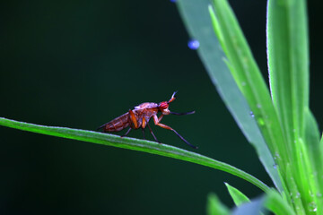 Flies on wild plants, North China