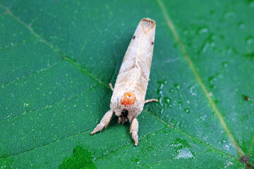 Lepidoptera insects in the wild, North China