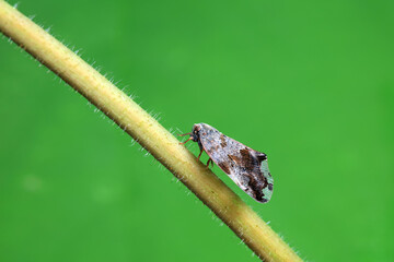 Hemiptera wax Cicadellidae insects on wild plants, North China