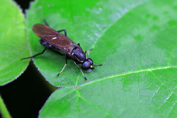 Gadfly on wild plants, North China