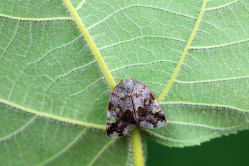 Hemiptera wax Cicadellidae insects on wild plants, North China