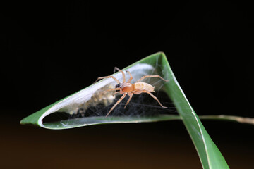 Spiders in the wild, North China
