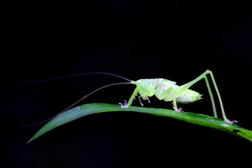 Katydid nymphs in the wild, North China