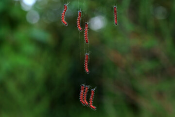 Lepidoptera larvae in the wild, North China