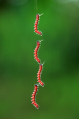 Lepidoptera larvae in the wild, North China