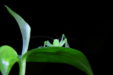 Katydid nymphs in the wild, North China