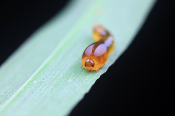 Leaf bee larvae on wild plants, North China