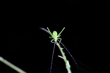 Katydid nymphs in the wild, North China