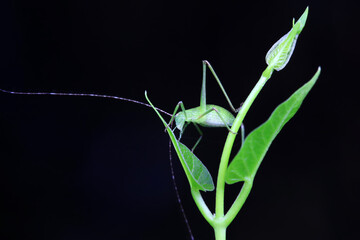 Katydid nymphs in the wild, North China