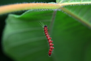 Lepidoptera larvae in the wild, North China
