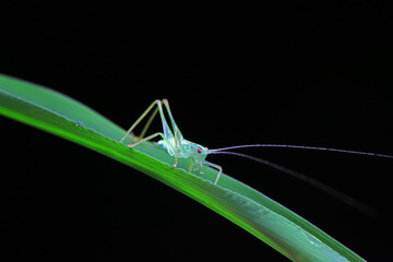 Katydid nymphs in the wild, North China