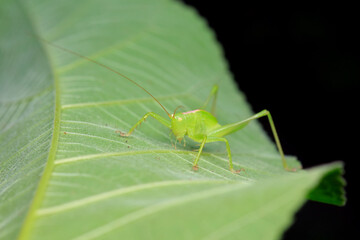 Katydid nymphs in the wild, North China