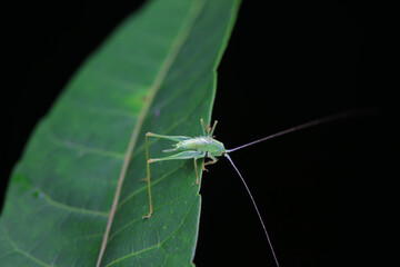 Katydid nymphs in the wild, North China