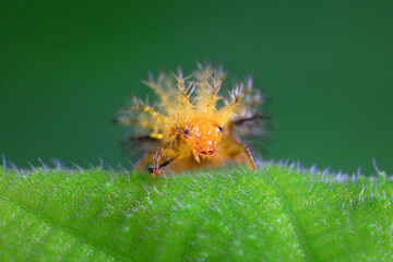 Ladybugs on wild plants, North China