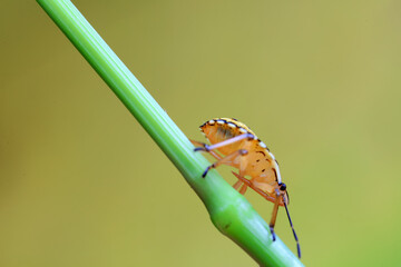 Hemiptera bugs in the wild, North China