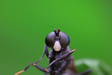 Gadfly on wild plants, North China