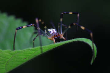 Spiders in the wild, North China