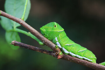 Lepidoptera larvae in the wild, North China