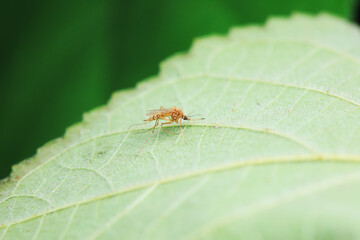 Fototapeta premium mosquito insect in the wild, North China