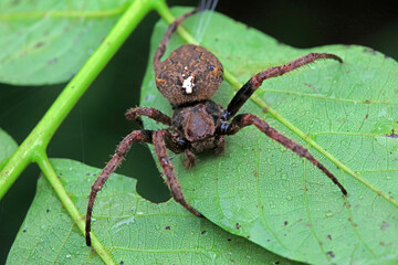 Spiders in the wild, North China