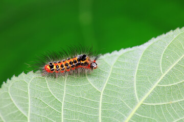 Lepidoptera larvae in the wild, North China