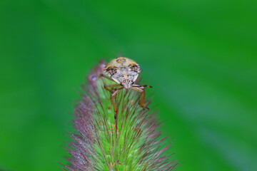 Hemiptera bugs in the wild, North China