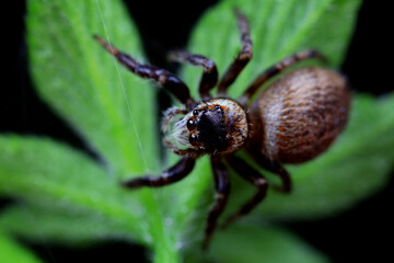 Spiders in the wild, North China