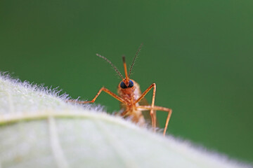mosquito insect in the wild, North China