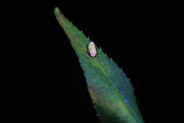 Leaf cicada on wild plants, North China
