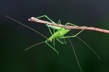 Katydid nymphs in the wild, North China
