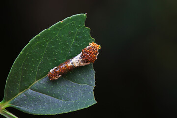 Lepidoptera larvae in the wild, North China