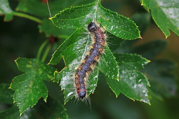 Lepidoptera larvae in the wild, North China