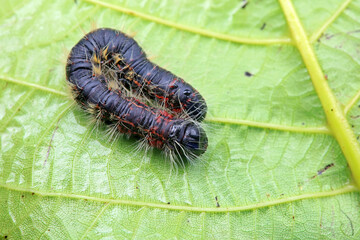 Lepidoptera larvae in the wild, North China
