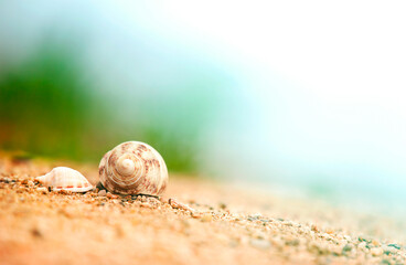 seashells on the seaside on the sand
