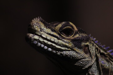 iguana on a tree