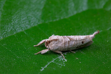 Lepidoptera insects in the wild, North China