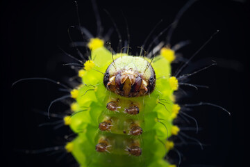 Lepidoptera larvae in the wild, North China